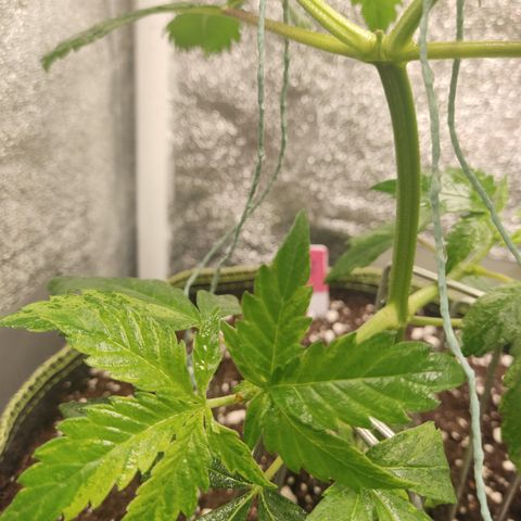 LSD Auto growlog timeline photo