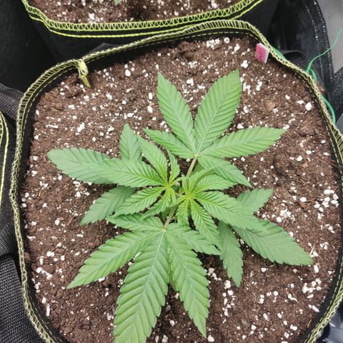 Lemon Cherry Gelato #2 growlog timeline photo