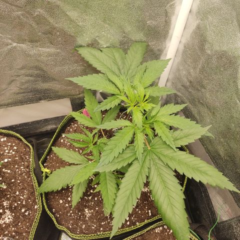 Lemon Cherry Gelato #1 growlog timeline photo
