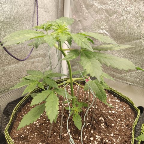 LSD Auto growlog timeline photo