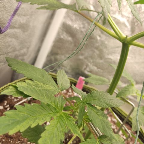 LSD Auto growlog timeline photo