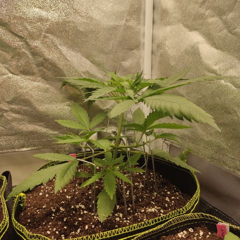 Lemon Cherry Gelato #1 growlog timeline photo