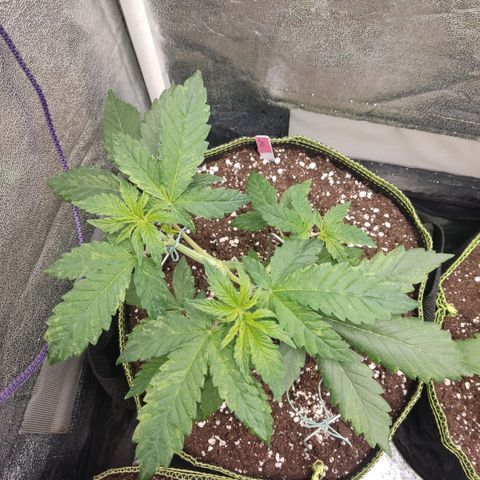 LSD Auto growlog timeline photo