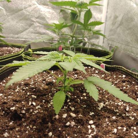 Lemon Cherry Gelato #2 growlog timeline photo