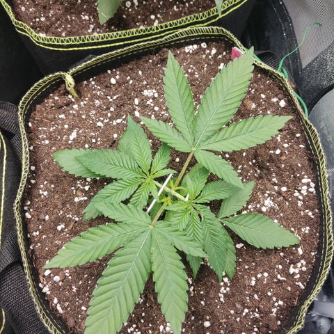 Lemon Cherry Gelato #2 growlog timeline photo