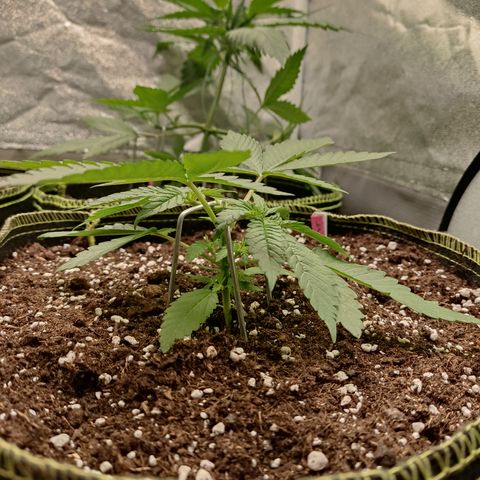 Lemon Cherry Gelato #2 growlog timeline photo