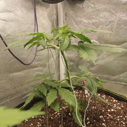 LSD Auto growlog timeline photo
