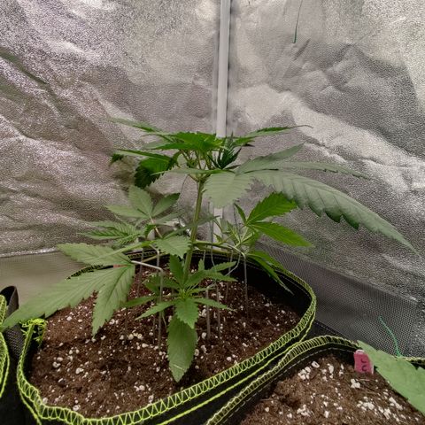 Lemon Cherry Gelato #1 growlog timeline photo