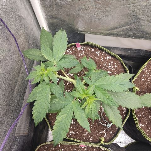LSD Auto growlog timeline photo