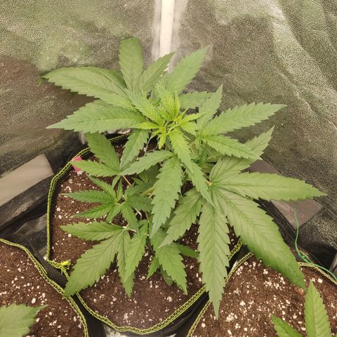 Lemon Cherry Gelato #1 growlog timeline photo