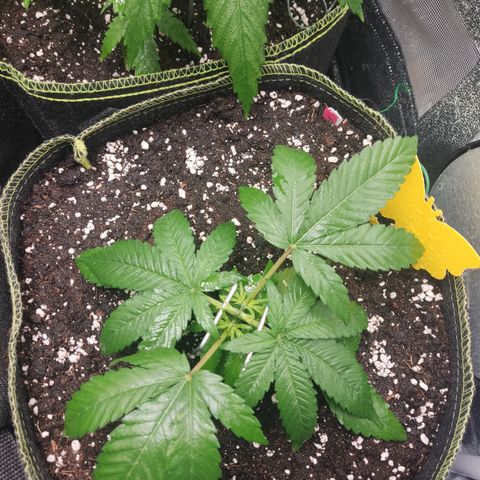 Lemon Cherry Gelato #2 growlog timeline photo