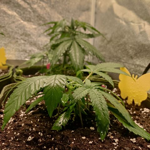 Lemon Cherry Gelato #2 growlog timeline photo