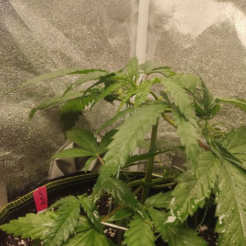 Lemon Cherry Gelato #1 growlog timeline photo