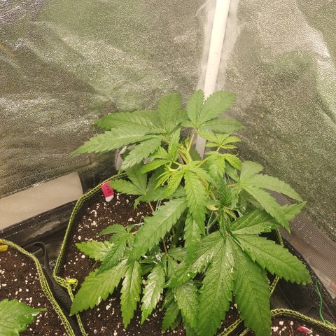 Lemon Cherry Gelato #1 growlog timeline photo