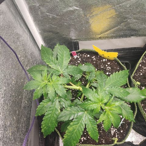 LSD Auto growlog timeline photo