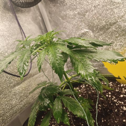 LSD Auto growlog timeline photo