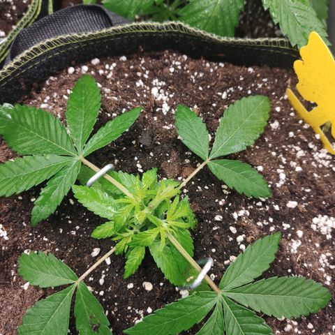 Lemon Cherry Gelato #2 growlog timeline photo