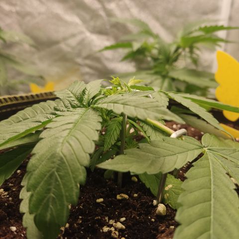 Lemon Cherry Gelato #2 growlog timeline photo
