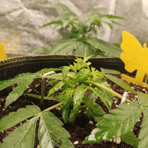 Lemon Cherry Gelato #2 growlog timeline photo