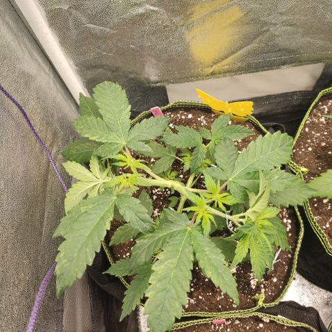 LSD Auto growlog timeline photo