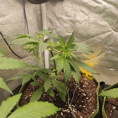 LSD Auto growlog timeline photo