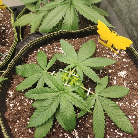 Lemon Cherry Gelato #2 growlog timeline photo