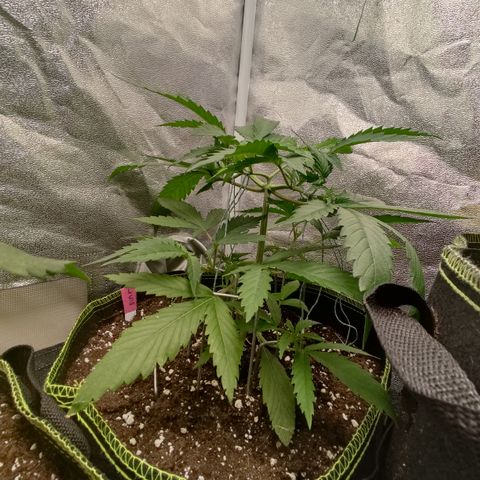 Lemon Cherry Gelato #1 growlog timeline photo