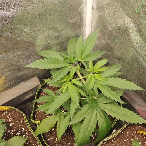 Lemon Cherry Gelato #1 growlog timeline photo