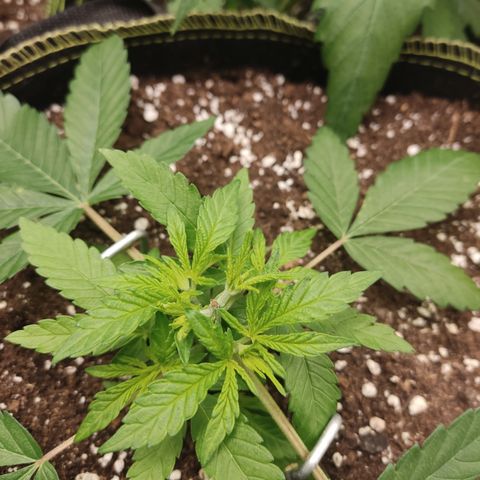 Lemon Cherry Gelato #2 growlog timeline photo