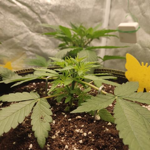 Lemon Cherry Gelato #2 growlog timeline photo