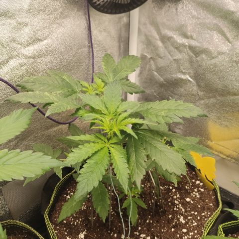 LSD Auto growlog timeline photo