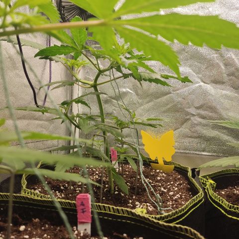 LSD Auto growlog timeline photo