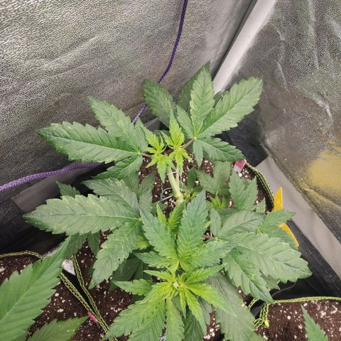 LSD Auto growlog timeline photo