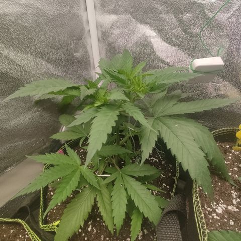 Lemon Cherry Gelato #1 growlog timeline photo