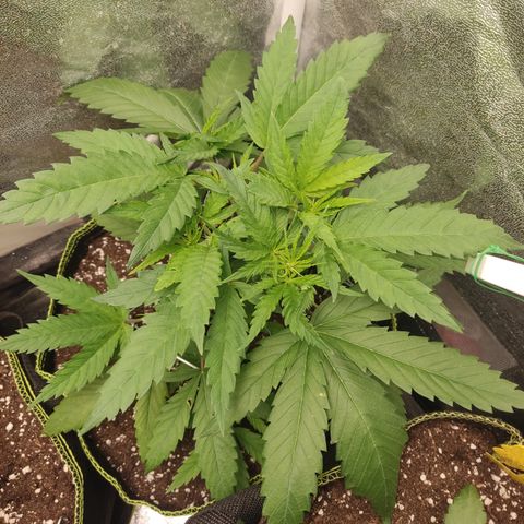 Lemon Cherry Gelato #1 growlog timeline photo