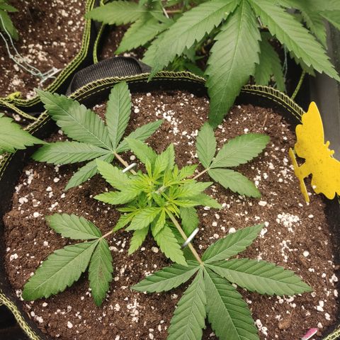 Lemon Cherry Gelato #2 growlog timeline photo