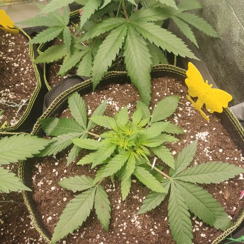 Lemon Cherry Gelato #2 growlog timeline photo