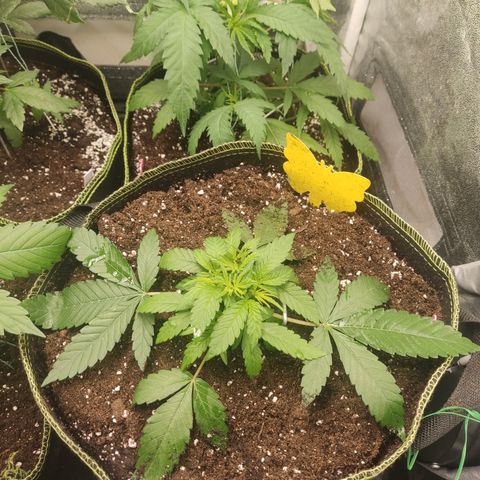 Lemon Cherry Gelato #2 growlog timeline photo