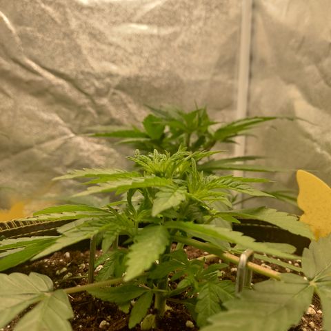 Lemon Cherry Gelato #2 growlog timeline photo