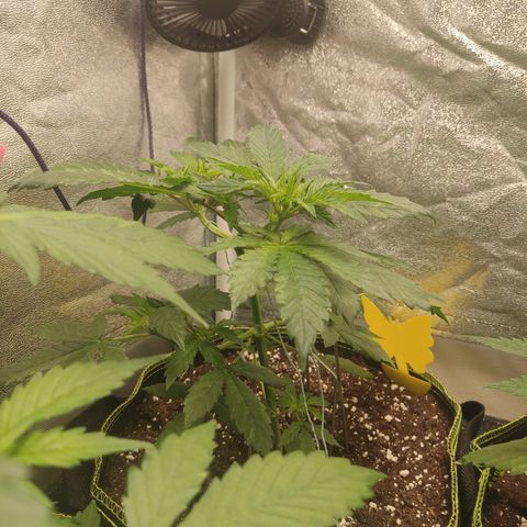 LSD Auto growlog timeline photo