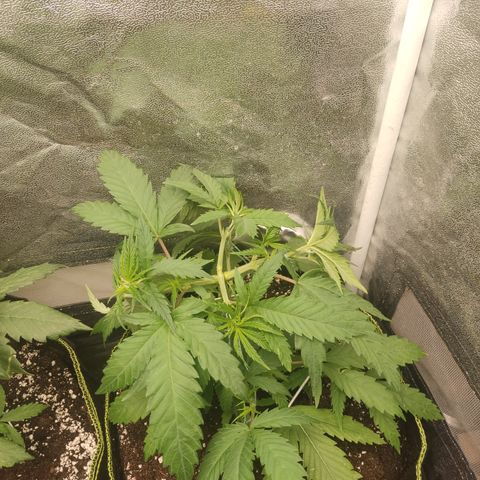 Lemon Cherry Gelato #1 growlog timeline photo