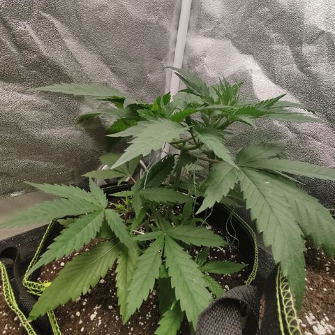 Lemon Cherry Gelato #1 growlog timeline photo