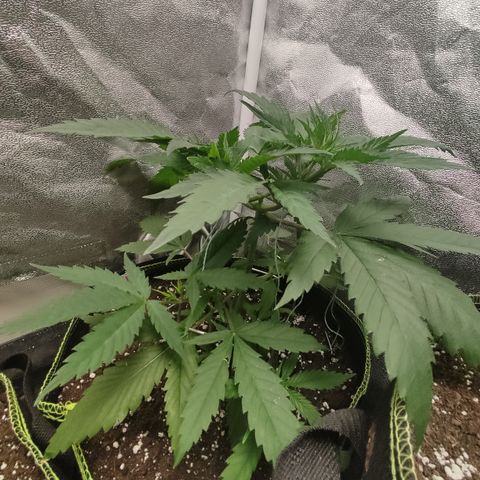 Lemon Cherry Gelato #1 growlog timeline photo
