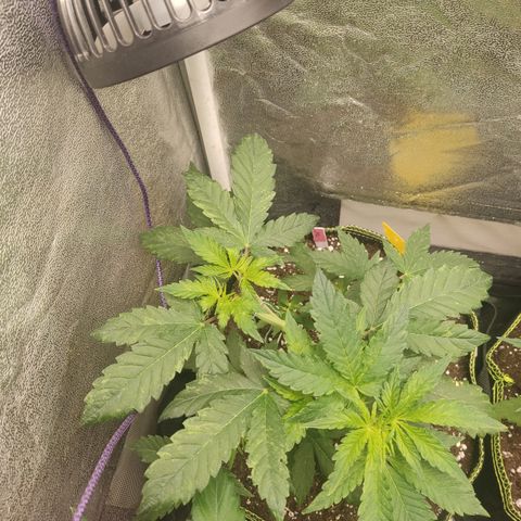 LSD Auto growlog timeline photo