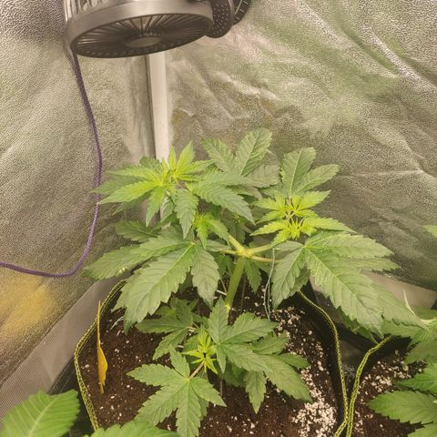 LSD Auto growlog timeline photo