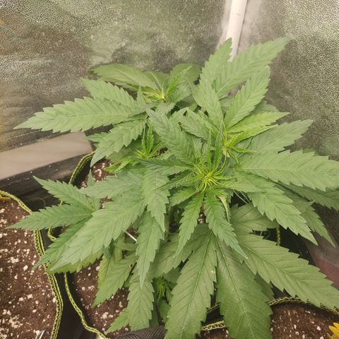 Lemon Cherry Gelato #1 growlog timeline photo