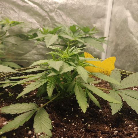 Lemon Cherry Gelato #2 growlog timeline photo