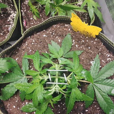 Lemon Cherry Gelato #2 growlog timeline photo