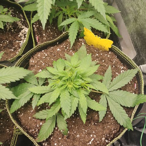 Lemon Cherry Gelato #2 growlog timeline photo