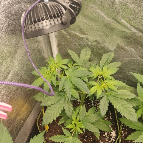 LSD Auto growlog timeline photo